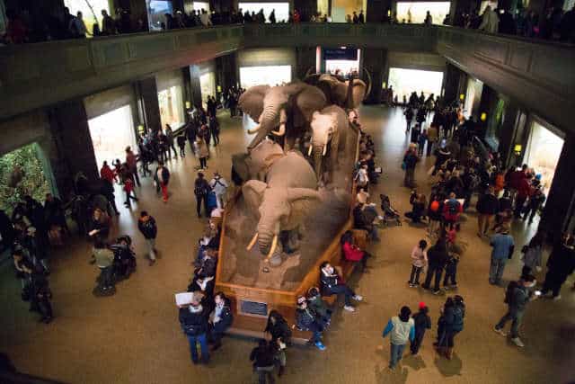 Musée d'Histoire Naturelle 8 Exposition Les Mammifères