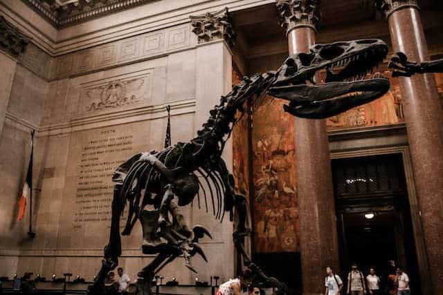 Musée d'Histoire Naturelle 5 musée d'histoire naturelle new york