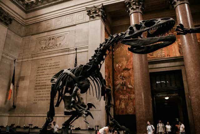 Que Faire avec des enfants à New York ? 8 Idées Sorties et Attractions 6 Musee d'histoire naturelle